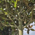 Magnolia grandiflora 'Galissonnière' - 4
