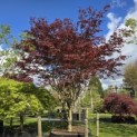 Acer palmatum 'Trompenburg' - 5