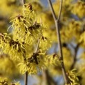 Hamamelis molis blum