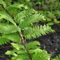 Metasequoia glyptostroboides - Foto 1