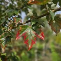 Acer rubrum 'Red Sunset' - Foto 1