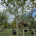 Malus domestica 'Jonagold' - Foto 4