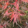 Acer palmatum 'Inaba Shidare' - Foto 1