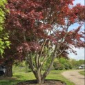 Acer palmatum 'Atropurpureum' - Foto 2
