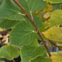 Tilia cordata 'Winter Orange' - 5