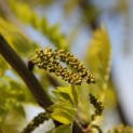 Gleditsia triacanthos ‘Sunburst' - 2