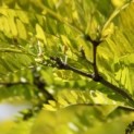 Gleditsia triacanthos ‘Sunburst' - 1