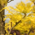 Gleditsia triacanthos ‘Sunburst' - 3