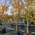 Parrotia persica 'Vanessa' - 3
