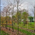 Fagus sylvatica 'Riversii' - 2