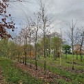 Fagus sylvatica 'Riversii' - 1