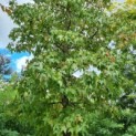 Liquidambar styraciflua - amberboom kroon