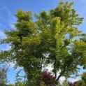 Acer palmatum - Foto 4