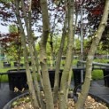 Quercus ilex - 4