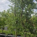 Quercus Suber - 5