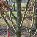 Carpinus betulus - 3