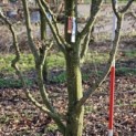 Carpinus betulus - 1