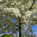 Malus toringo 'Brouwers Beauty' - 8