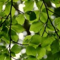 Fagus sylvatica - groen zomerblad