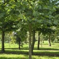 Platanus hispanica - Foto 1