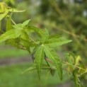 Acer palmatum 'Ueno Yama' - Foto 1