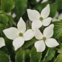 Cornus kousa - 3
