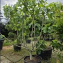 Ficus carica 'Brown Turkey' - 2
