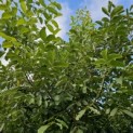 Juglans Regia - 3