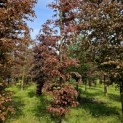 Fagus sylvatica 'Atropunicea' - 7
