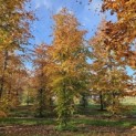Fagus sylvatica 'Atropunicea' - 1