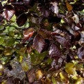 Fagus sylvatica 'Atropunicea' - impressie kleurnuances groen-bruin-rood bij rode beuken.