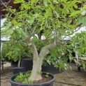 Ficus carica 'Brown Turkey' - Foto 1