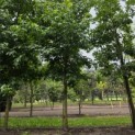Liquidambar styraciflua - 3