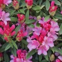 Rhododendron Yakushimanum ‘Pink Cherub’ - 2