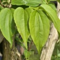 Heptacodium miconioides - 1