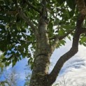 Prunus 'Accolade' - 1
