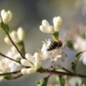 Heptacodium miconioides - Foto 1