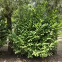 Prunus laur. Rotundifolia - 1