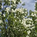 Cornus kousa 'Milky Way' - 2