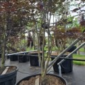 Acer palmatum 'Red Emperor' - 3