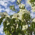 Cornus kousa 'Milky Way' - 4