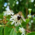 Heptacodium miconioides - Foto 1