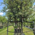 Quercus ilex - 2