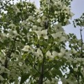 Cornus kousa 'Milky Way' - Foto 7