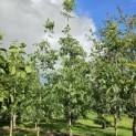 Juglans regia 'Broadview'' - Foto 1