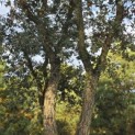 Quercus Suber - Foto 2