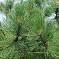 Pinus nigra - Foto 6
