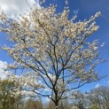 Amelanchier lamarckii - 6
