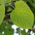 #899 Tilia x Europaea Holländische Linde