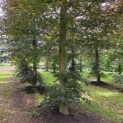 Fagus sylvatica 'Atropunicea' - 3